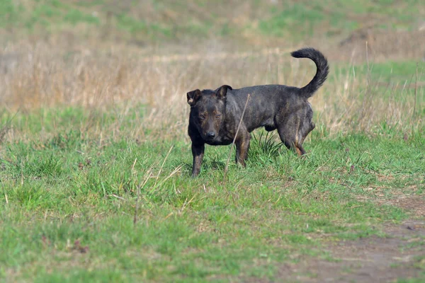 Brown Dog Tracks Prey Hunting Dog — 스톡 사진