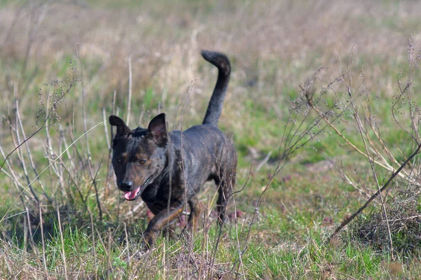 Brown Dog Tracks Prey Hunting Dog — Stockfoto