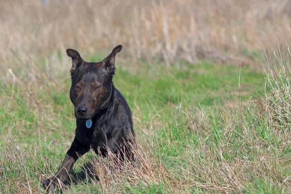 Brown Dog Runs Grass Hunting Dog — Foto Stock