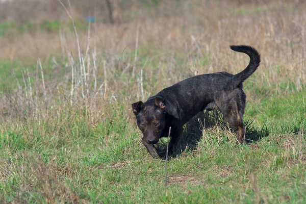 Brown dog sniffs the grass. Hunting dog. A hunting dog tracks down prey. Brown dog for a walk.