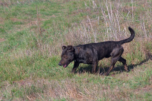 Brown Dog Sniffs Grass Hunting Dog Hunting Dog Tracks Prey — Stockfoto