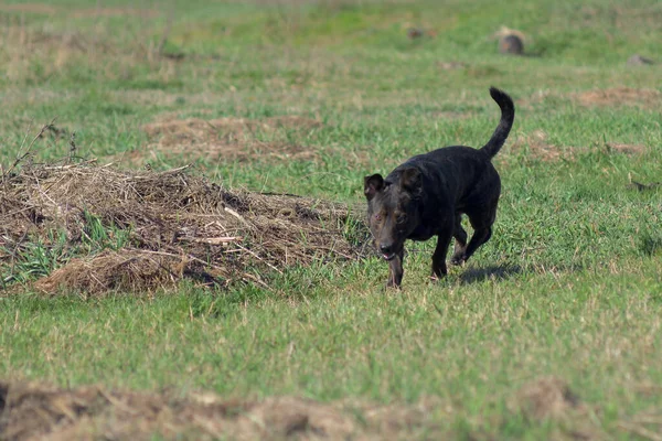 Brown dog sniffs the grass. Hunting dog. A hunting dog tracks down prey. Brown dog for a walk.