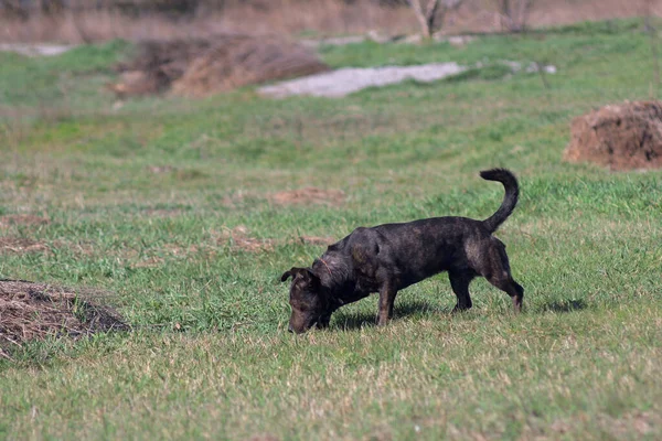 Brown Dog Sniffs Grass Hunting Dog Hunting Dog Tracks Prey —  Fotos de Stock