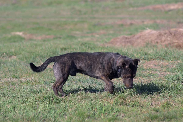 Brown Dog Sniffs Grass Hunting Dog Hunting Dog Tracks Prey — Stockfoto