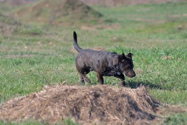 Brown dog sniffs the grass. Hunting dog. A hunting dog tracks down prey. Brown dog for a walk.