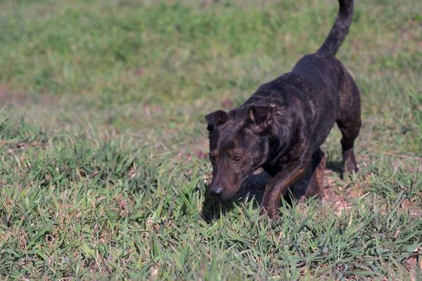 Brown dog sniffs the grass. Hunting dog. A hunting dog tracks down prey. Brown dog for a walk.