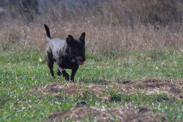 Brown Dog Sniffs Grass Hunting Dog Hunting Dog Tracks Prey — Stockfoto