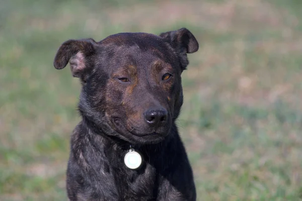 Close Portrait Dog Brown Pit Bull Terrible Dog Brown Terrier — Foto Stock