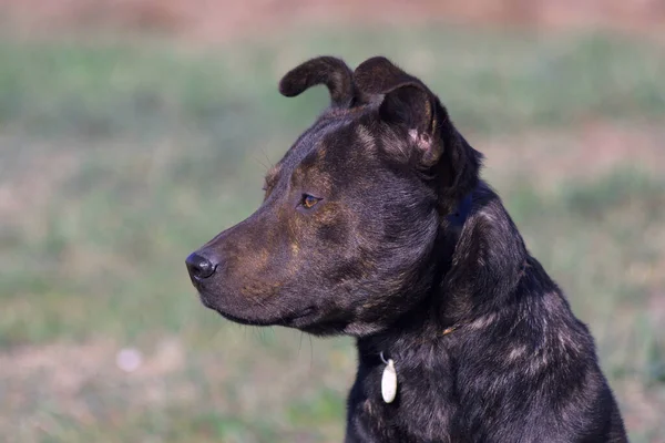 Close Portrait Dog Brown Pit Bull Terrible Dog Brown Terrier — Zdjęcie stockowe