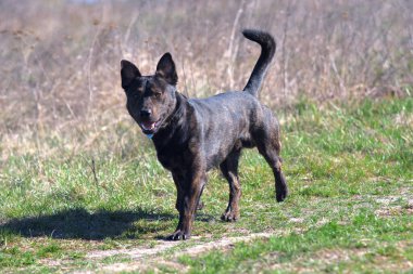 Mestizo of the Staffordshire Terrier. Brown mestizo. Hunting dog. Brown dog tracks prey.