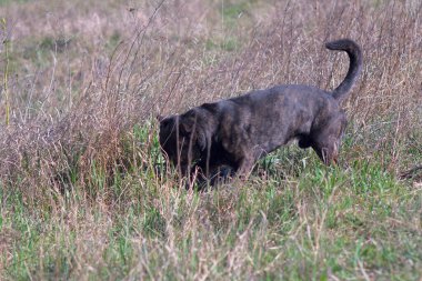 Mestizo of the Staffordshire Terrier. Brown mestizo. Hunting dog. Brown dog tracks prey.