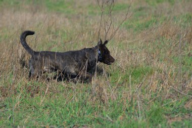 Mestizo of the Staffordshire Terrier. Brown mestizo. Hunting dog. Brown dog tracks prey.