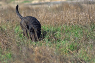 Mestizo of the Staffordshire Terrier. Brown mestizo. Hunting dog. Brown dog tracks prey.