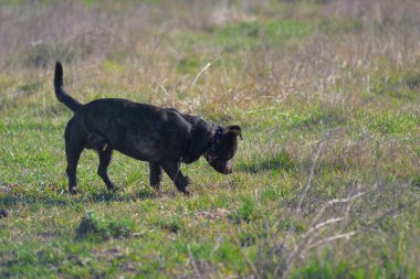 Mestizo of the Staffordshire Terrier. Brown mestizo. Hunting dog. Brown dog tracks prey.