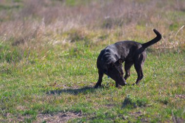 Mestizo of the Staffordshire Terrier. Brown mestizo. Hunting dog. Brown dog tracks prey.