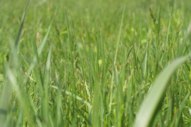 Green grass close-up. Green grass partially in defocus.