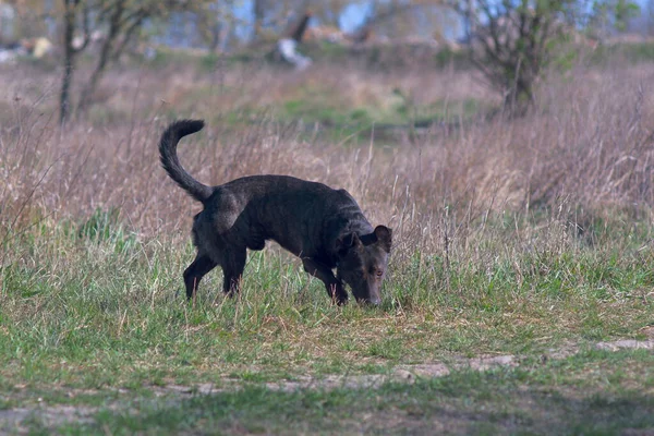 Mestizo of the Staffordshire Terrier. Brown mestizo. Hunting dog. Brown dog tracks prey.