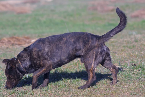 Mestizo of the Staffordshire Terrier. Brown mestizo. Hunting dog. Brown dog tracks prey.