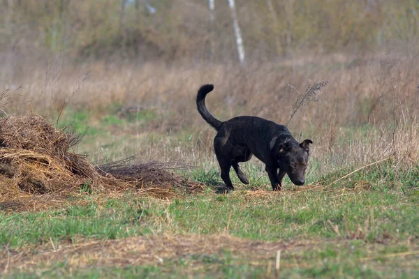 Mestizo of the Staffordshire Terrier. Brown mestizo. Hunting dog. Brown dog tracks prey.