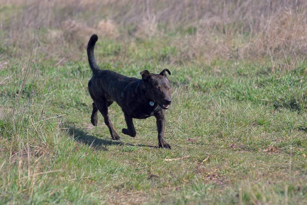 Mestizo Staffordshire Terrier Brown Mestizo Hunting Dog Brown Dog Tracks — Stockfoto