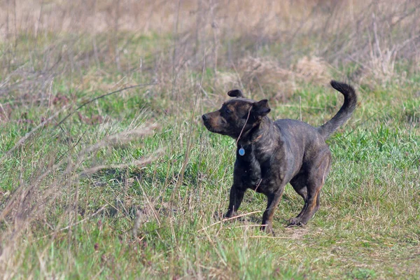 Mestizo Staffordshire Terrier Brown Mestizo Hunting Dog Brown Dog Tracks — Φωτογραφία Αρχείου