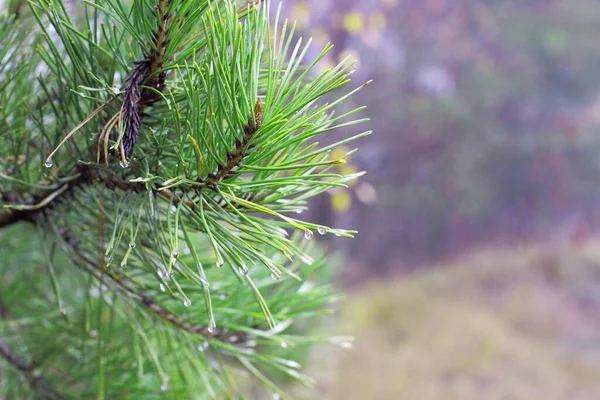 Pine branch. Dew drops on the tips of pine thorns.