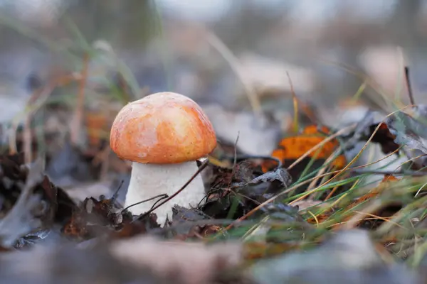 Boletus mantar sonbahar ormanda.