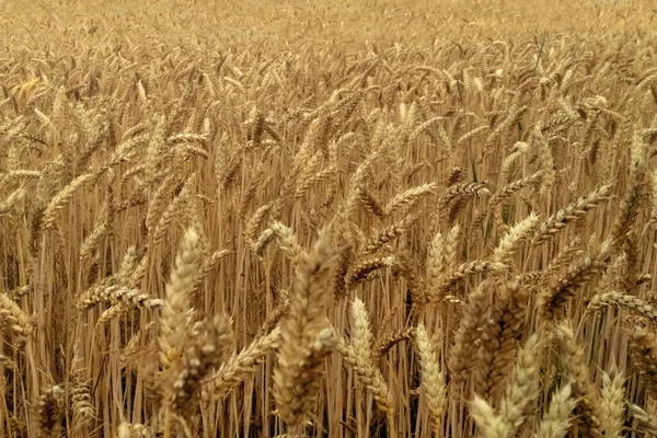 Beautiful Field Golden Wheat Ripe Ears Wheat — Stock Photo, Image