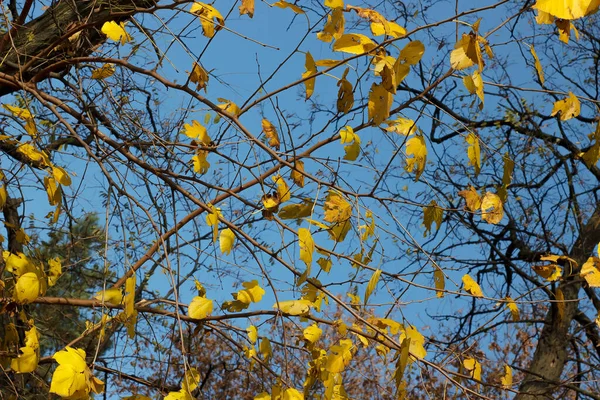 Yellow Foliage Sky — Stock fotografie