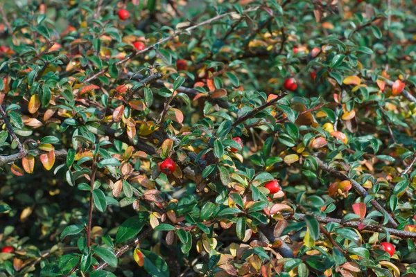 Red berries among green foliage