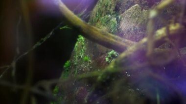 Macro video of miniature plants. Amazing microscopic world. Miniature moss close-up. Focus on green moss. Autonomous florarium