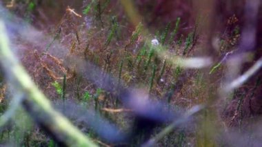 Macro video of miniature plants. Amazing microscopic world. Miniature moss close-up. Focus on green moss. Autonomous florarium