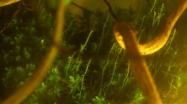 Macro video of miniature plants. Amazing microscopic world. Miniature moss close-up. Focus on green moss. Autonomous florarium