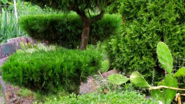 Bonsai tree. Beautifully trimmed bushes. Botanical Garden. Trimmed trees. Green boxwood
