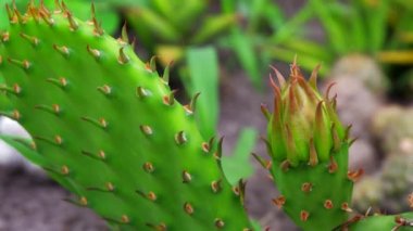 A flower bed with beautiful green cacti. Thorny cacti. Sharp thorns. Plants in the botanical garden