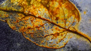 The old sheet stuck to the glass. Rotten brown leaf on glass. Macro photography of miniature plants