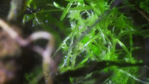 Macro Video Miniature Plants Amazing Microscopic World Miniature Moss Close — Vídeos de Stock