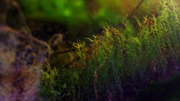 Macro Video Miniature Plants Amazing Microscopic World Miniature Moss Close — Stok video