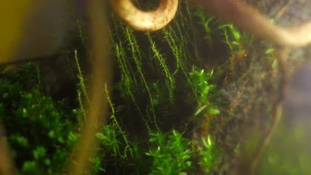 Macro Video Miniature Plants Amazing Microscopic World Miniature Moss Close — Vídeos de Stock