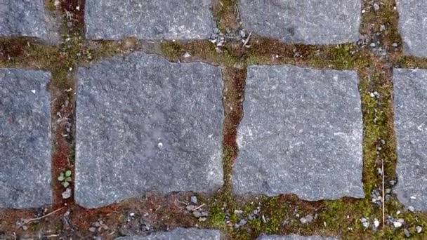 Old Bricklaying Close Granite Texture Old Paving Stones Paving Tiles — Wideo stockowe