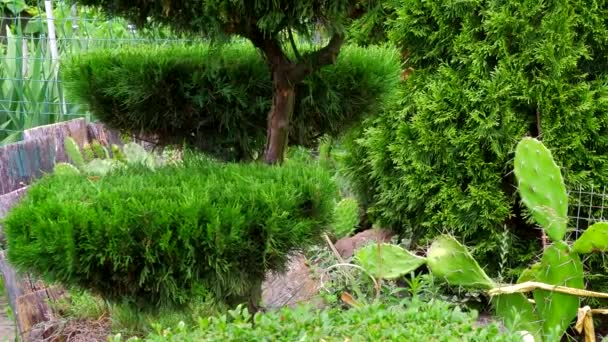 Bonsai Tree Beautifully Trimmed Bushes Botanical Garden Trimmed Trees Green — Videoclip de stoc