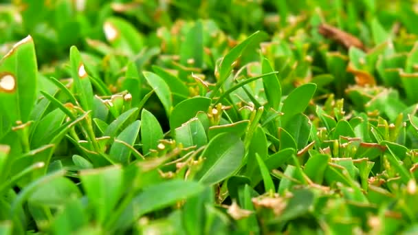Designer Trimming Plants Green Boxwood Bush Boxwood Neatly Trimmed — Stock videók