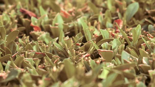 Designer Trimming Plants Green Boxwood Bush Boxwood Neatly Trimmed — Video