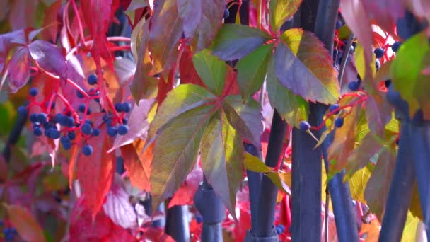 Ripe Bunches Grapes Autumn Grape Harvest Lydia Grape Variety — Vídeos de Stock