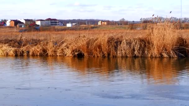 First Frosts River Starts Ice Winter River Rural Landscape Cold — Stock video