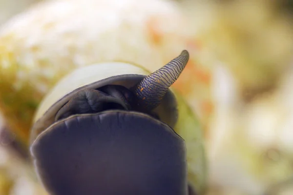 Ausgewachsene Ampularschnecke Krabbelt Auf Der Scheibe Des Aquariums — Stockfoto