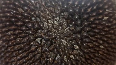 Sunflower seeds rotating. Food background. Black roasted sunflower seeds rotation texture