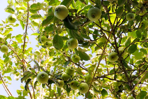 Sweet juicy apples on the tree. Ripe fruits. Ripe apples on the apple tree. Fruit garden. Harvest time. Raw materials for cider production.