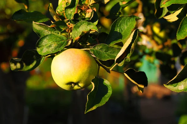 Sweet juicy apples on the tree. Ripe fruits. Ripe apples on the apple tree. Fruit garden. Harvest time. Raw materials for cider production.