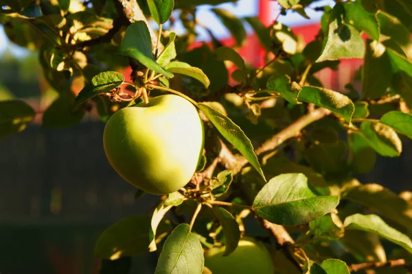 Sweet juicy apples on the tree. Ripe fruits. Ripe apples on the apple tree. Fruit garden. Harvest time. Raw materials for cider production.